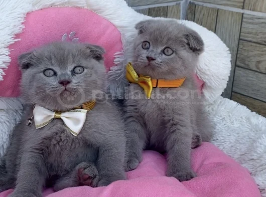 Ayı Suratlı Blue Lilac Scotısh Fold Bebekleirm görsel