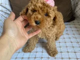 Poodle Ayarında Aşılı Maltipo Irk Ve Sağlık Garantili