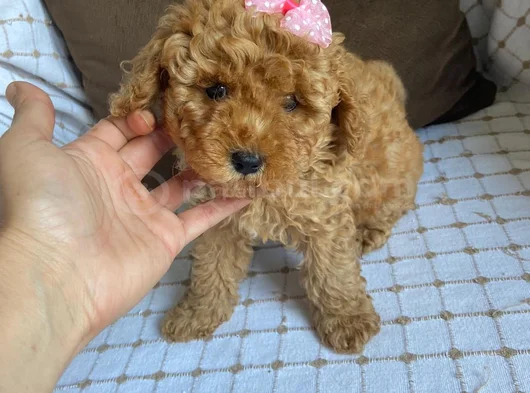 Poodle ayarında aşılı maltipo ırk ve sağlık garantili