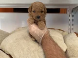 Gerçek Tea Cup Red Toy Poodle Yavrulari