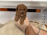 Gerçek Tea Cup Red Toy Poodle Yavrulari