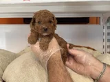 Gerçek Tea Cup Red Toy Poodle Yavrulari