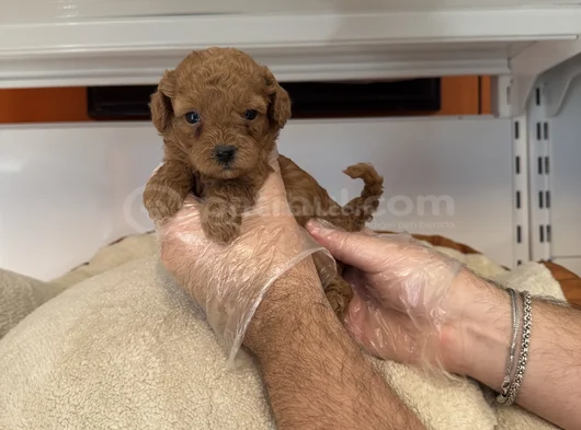 Gerçek Tea Cup Red Toy Poodle Yavrulari görsel