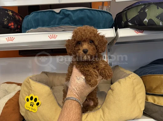 Gerçek Red Browne Toy Poodle Yavrulari