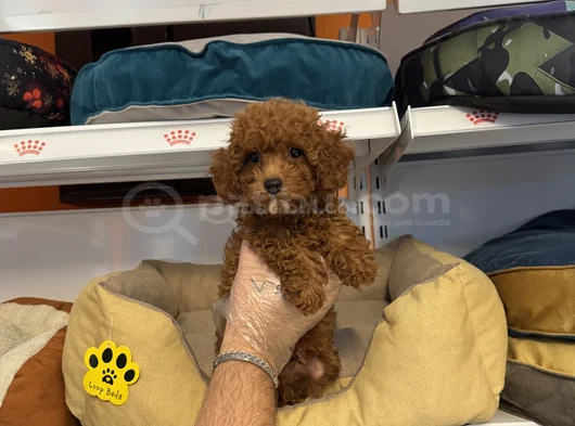 Gerçek Red Browne Toy Poodle Yavrulari görsel