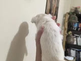 Teacup Kilo Garantili Chihuahua Yavrular