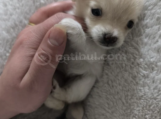 Teacup Kilo Garantili Chihuahua Yavrular görsel