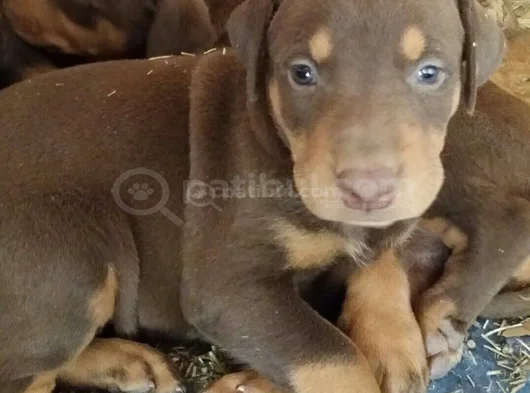 A Kalite Dişi Erkek Doberman Yavrularımız görsel