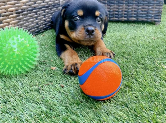 Dişi Erkek Rottweiler Yavrularımız görsel