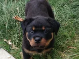 Dişi erkek rottweiler yavrularımız