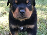 Dişi Erkek Rottweiler Yavrularımız