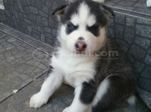 Dişi Erkek Husky Sibirya Kurdu Yavrularımız görsel