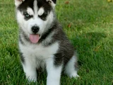 Dişi Erkek Husky Sibirya Kurdu Yavrularımız