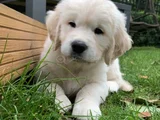 A Kalite Dişi Erkek Golden Retriever Yavrularımız