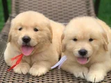 A Kalite Dişi Erkek Golden Retriever Yavrularımız