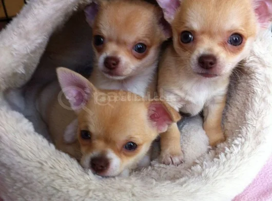 Dişi Erkek Chihuahua Yavrularımız görsel