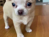 Dişi Erkek Chihuahua Yavrularımız