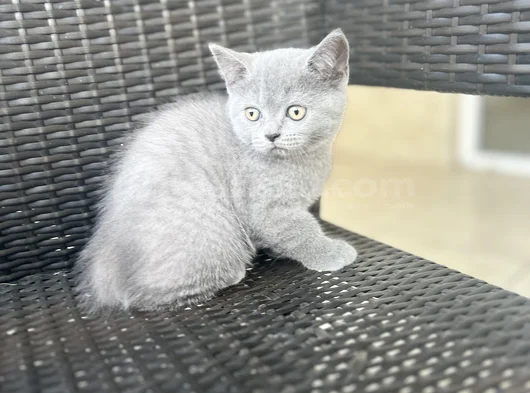 British Shorthair Yavru görsel