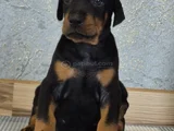 King Doberman Yavrularım