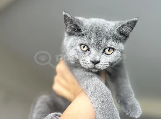 British Shorthair Yavru