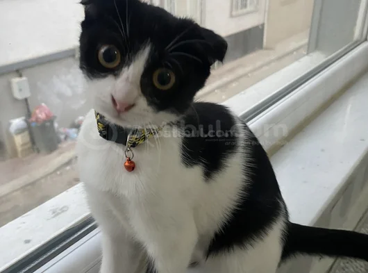 Acil Ücretsiz Sahip Aranıyor