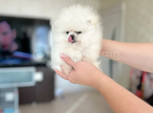 Teacup Di̇şi̇ görsel