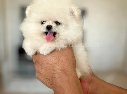 Teacup Di̇şi̇ görsel