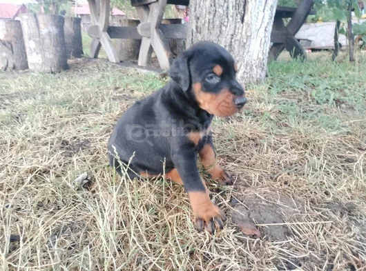 Kalitenin Zirvesi Doberman Yavrular görsel