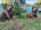 Kızıl ırkının en özeli king doberman yavrular