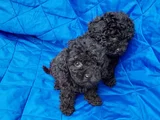 Siyah inciler ırkın en güzeli toy poodle yavrular