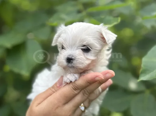 Irkının en güzeli kore maltese yavrular