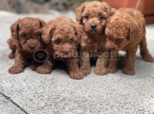 Toy Poodle Yavrular görsel