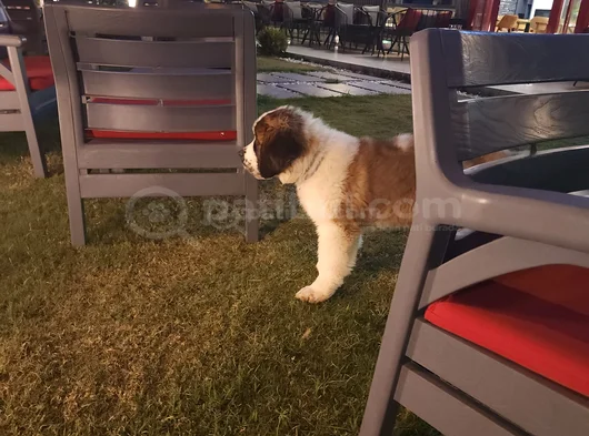 Üst Kali̇te St Bermard Safkan