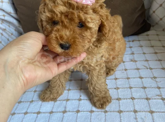Poodle Ayarında Aşılı Maltipo Irk Ve Sağlık Garantili görsel