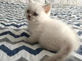 Di̇şi̇ Ve Erkek Bluepoi̇nt Bebeler