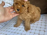 Poodle Ayarında Aşılı Maltipo Irk Ve Sağlık Garantili