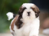 Kaliteli Shtzu Yavrular Bugüne Özel Uygun
