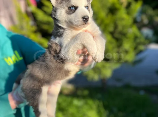 Maskeli Mavi Gözlü En Özel Sibirya Kurdu Husky görsel