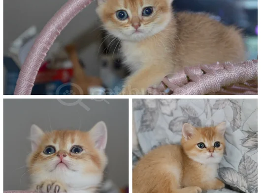 Anne Ve Baba Secereli̇ Golden Kedi̇ler