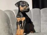 Üst sınıf tuvalet eğitimli doberman yavrular