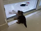 3 Aylık Yorkshire Terrier Yavru