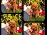 Irk Ve Saglık Garantili Maltipoo Yavrularımız