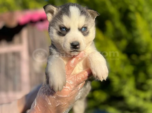 Maskeli Mavi Gözlü En Özel Sibirya Kurdu Husky görsel