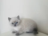 Safkan british Shorthair Bluepoint Yavrular