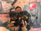 Kif secereli dev rottweiler yavrularım