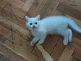 Sevi̇mli̇ Ponçi̇kler Tesli̇me Hazir