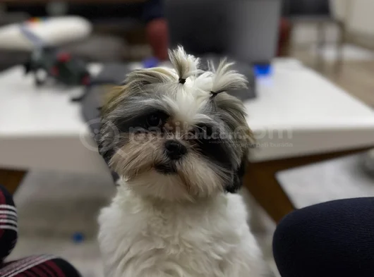 1 Yaşında Eğitimli Erkek Shih Tsu görsel