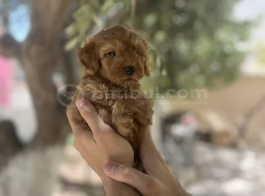 Poodle Ayarında Teacup Maltipoo Bebekler görsel