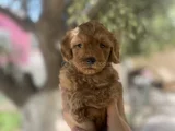 Poodle Ayarında Teacup Maltipoo Bebekler
