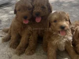 Poodle ayarında Teacup maltipoo bebekler